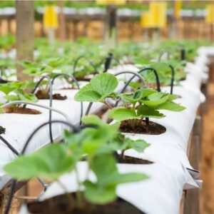 Coco Peat Grow Bags